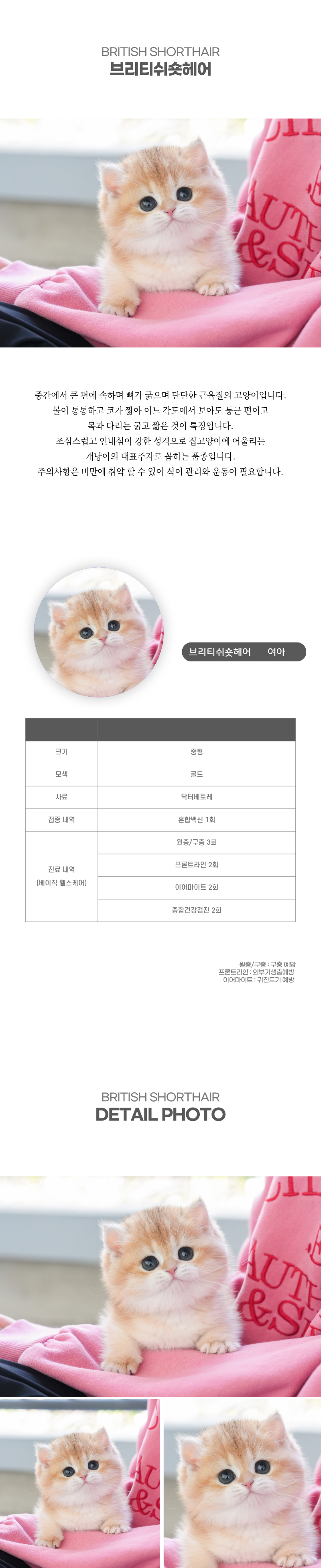 브리티쉬숏헤어_상세이미지_2